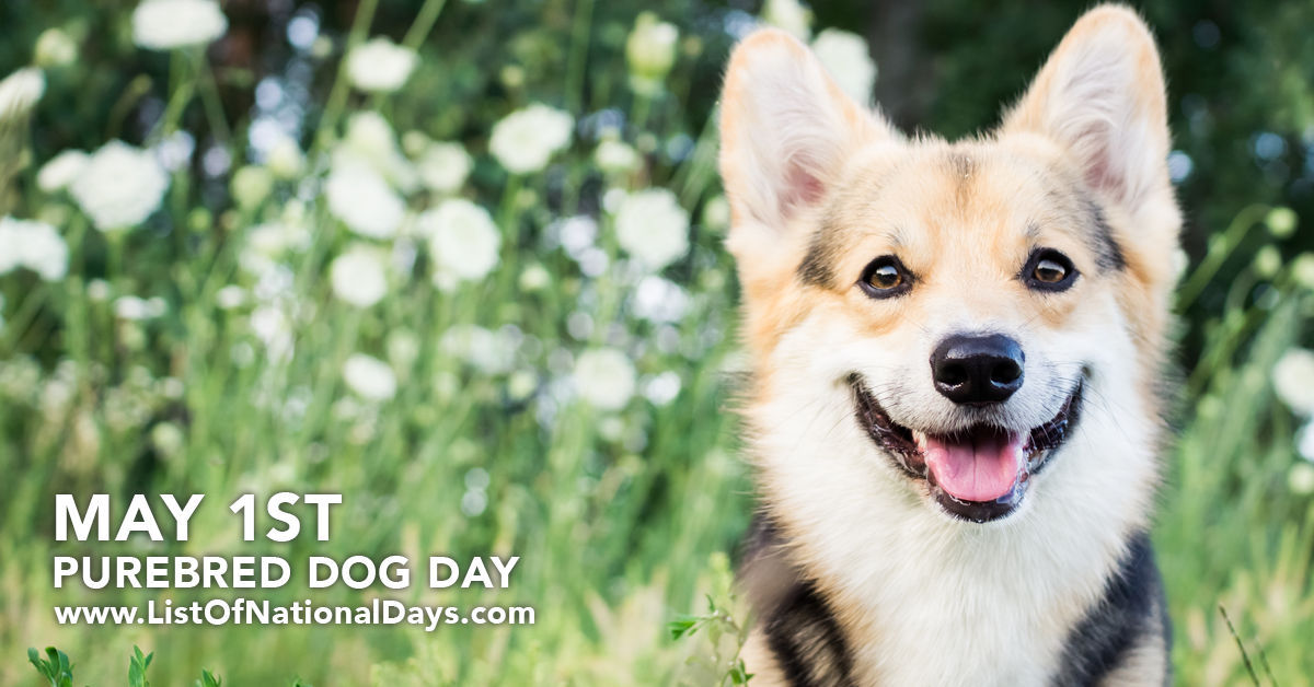 Title image for Purebred Dog Day