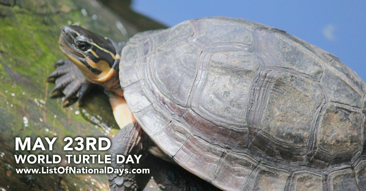 Title image for World Turtle Day