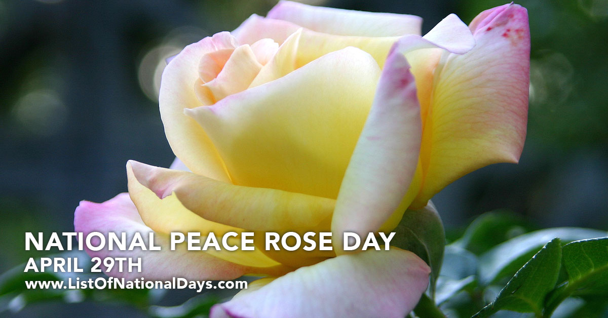 Title image for National Peace Rose Day