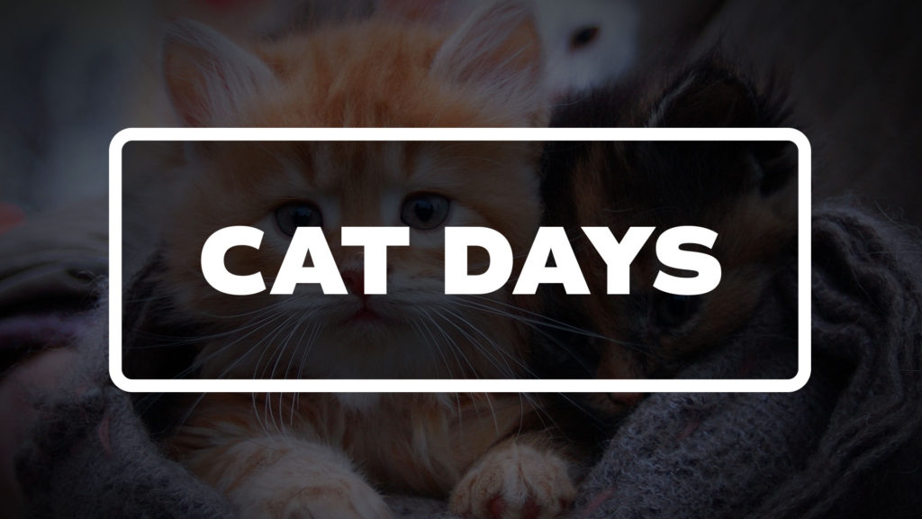 Title image for Cat Days