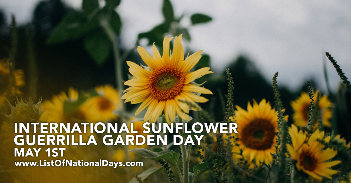 Title image for International Sunflower Guerrilla Garden Day