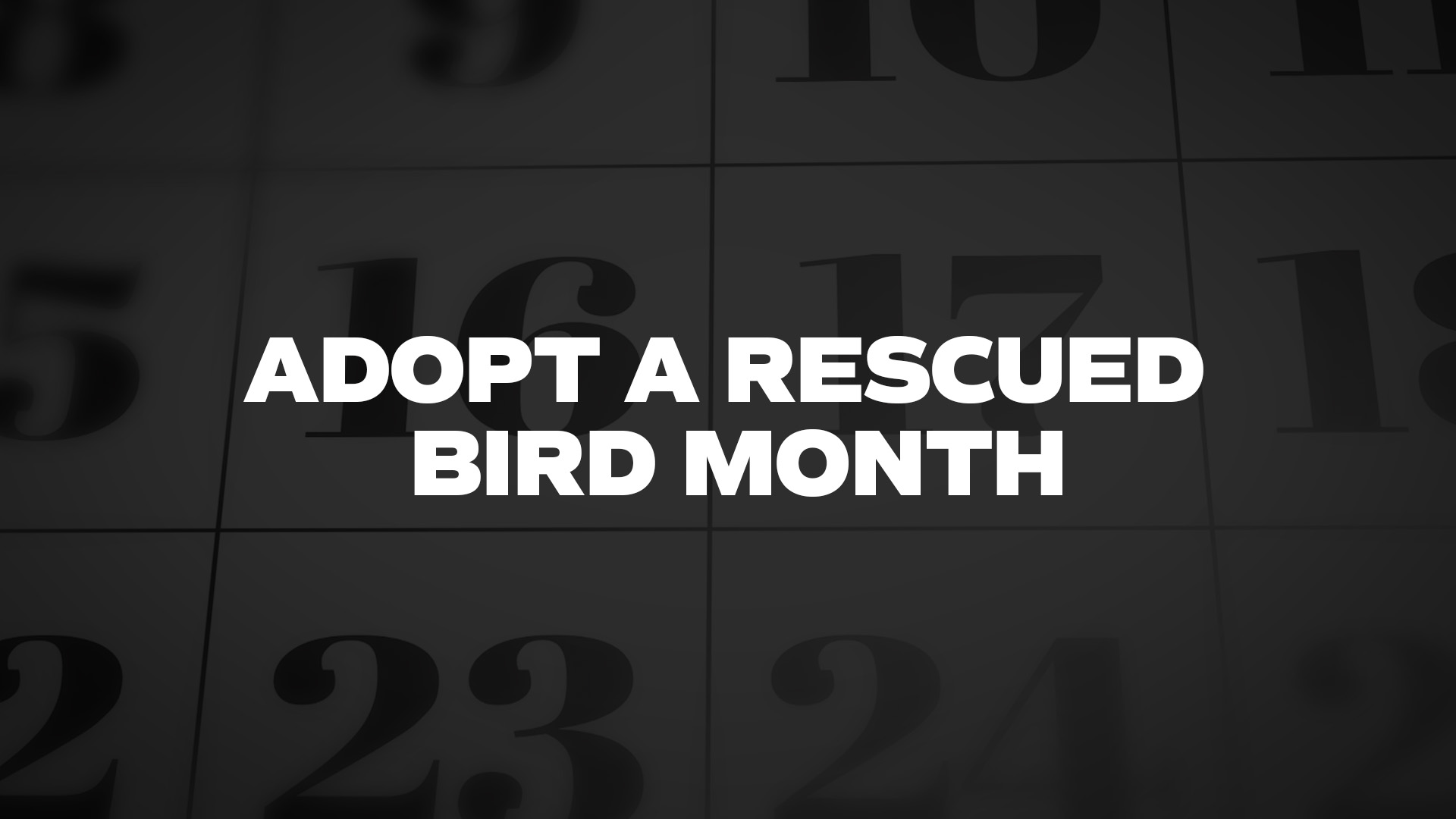 Title image for Adopt A Rescued Bird Month