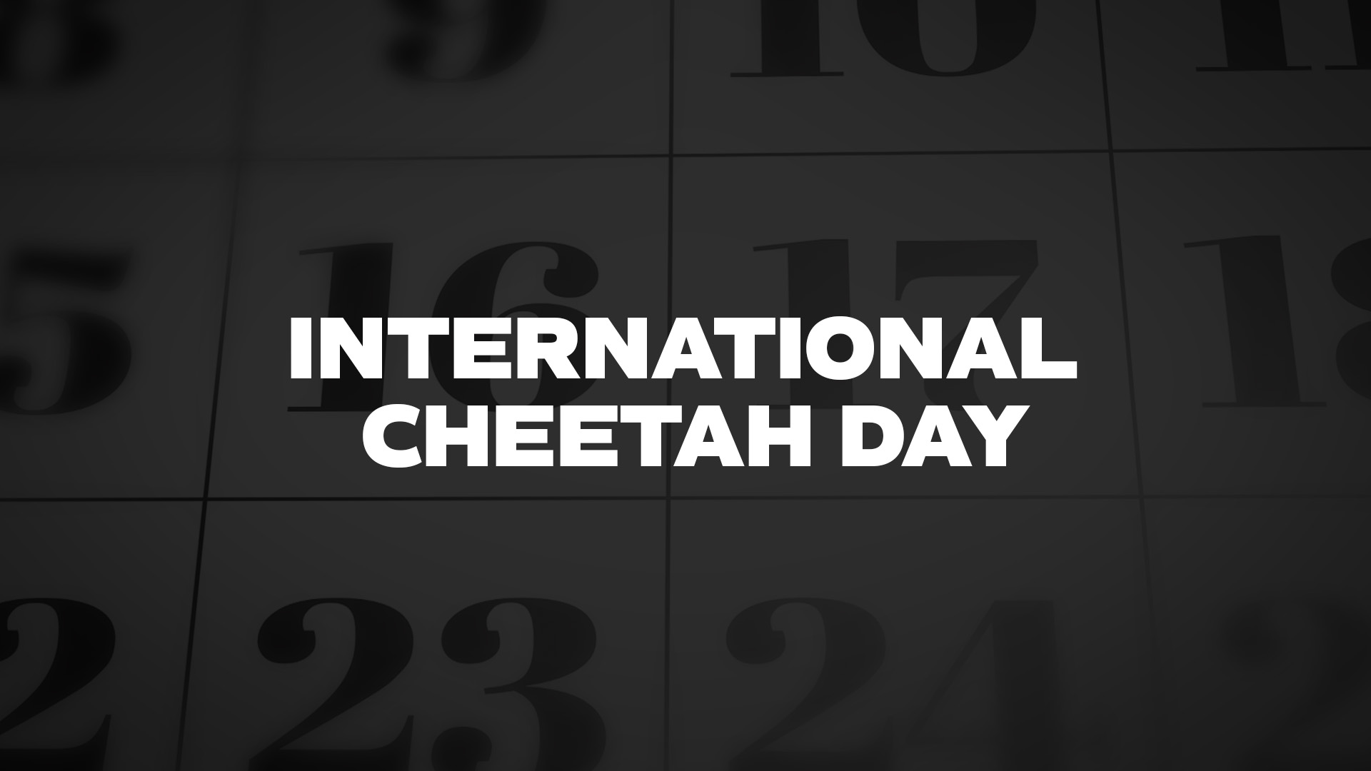 Title image for International Cheetah Day