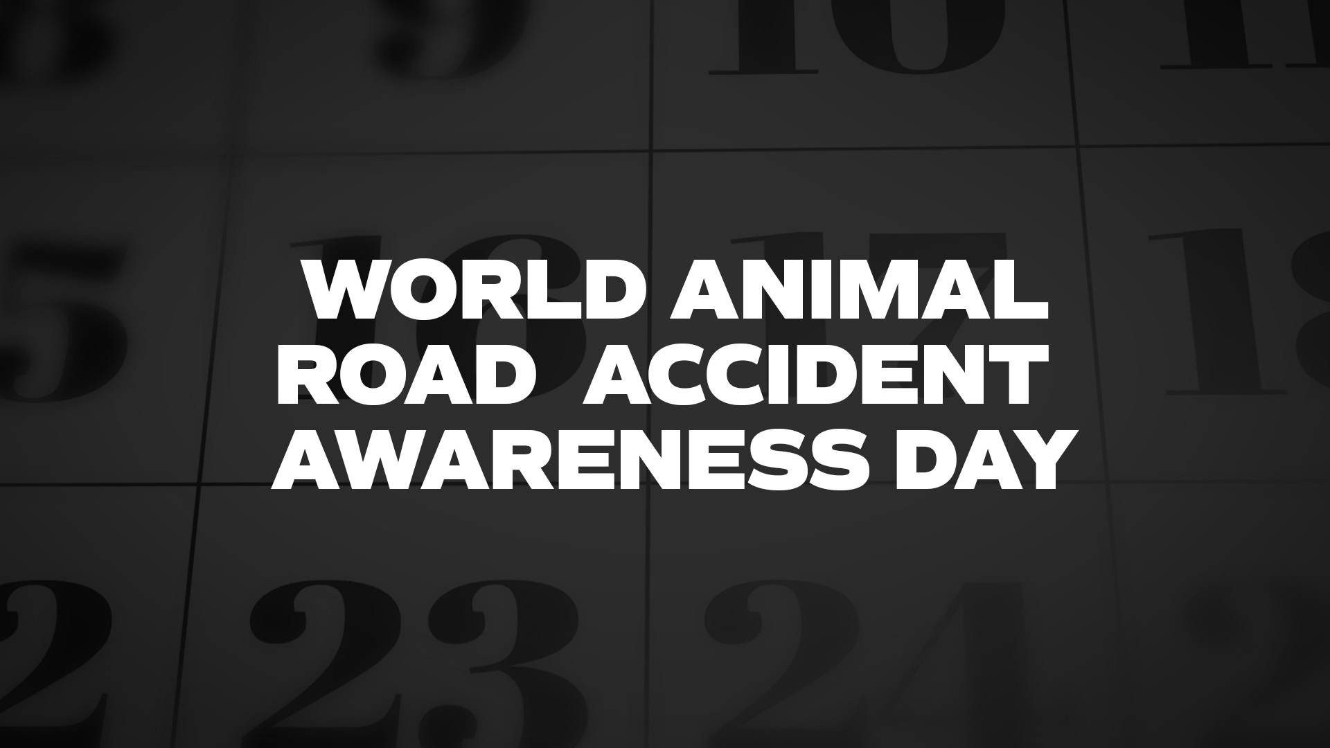 Title image for World Animal Road Accident Awareness Day