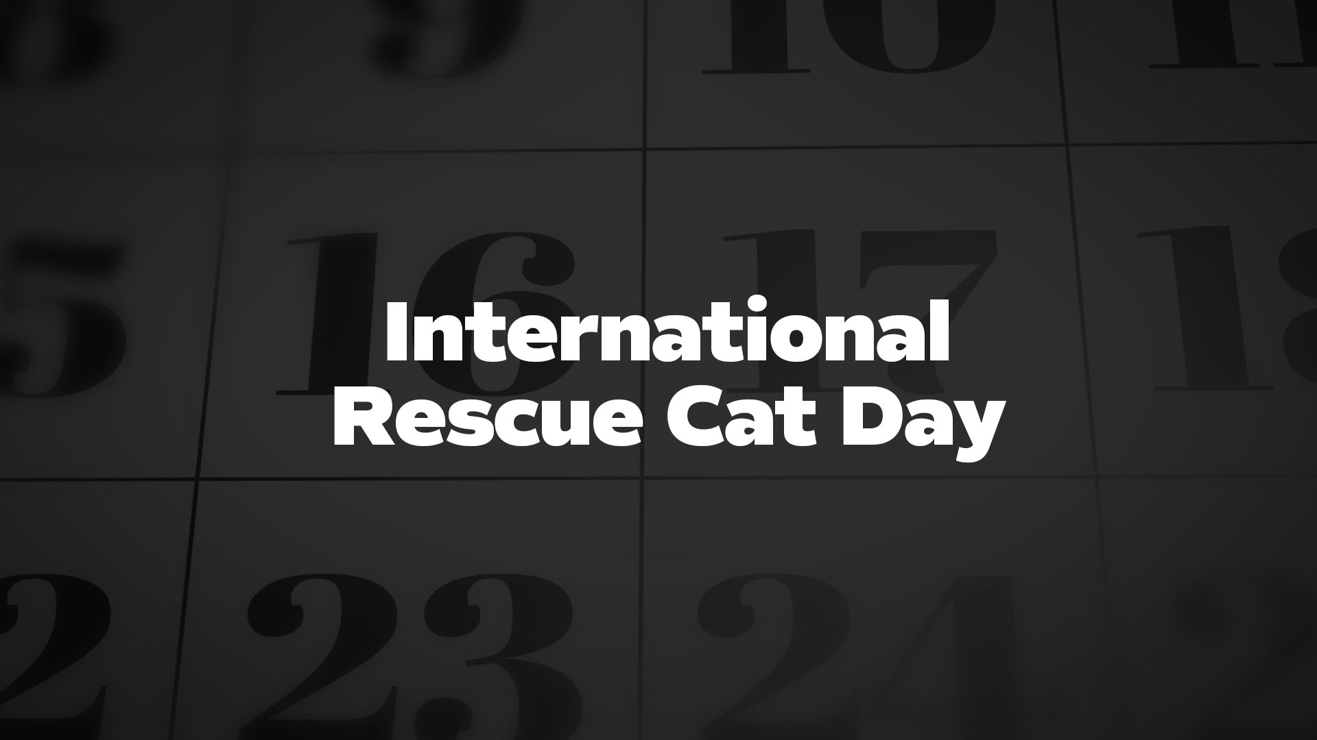 Title image for International Rescue Cat Day