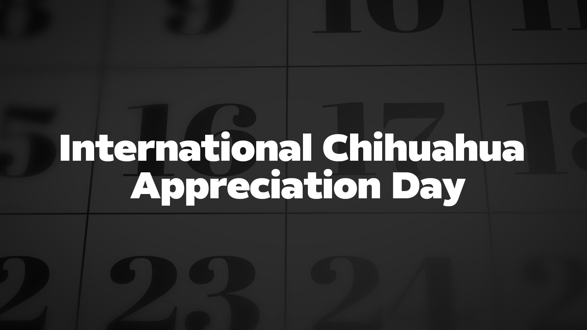 Title image for International Chihuahua Appreciation Day