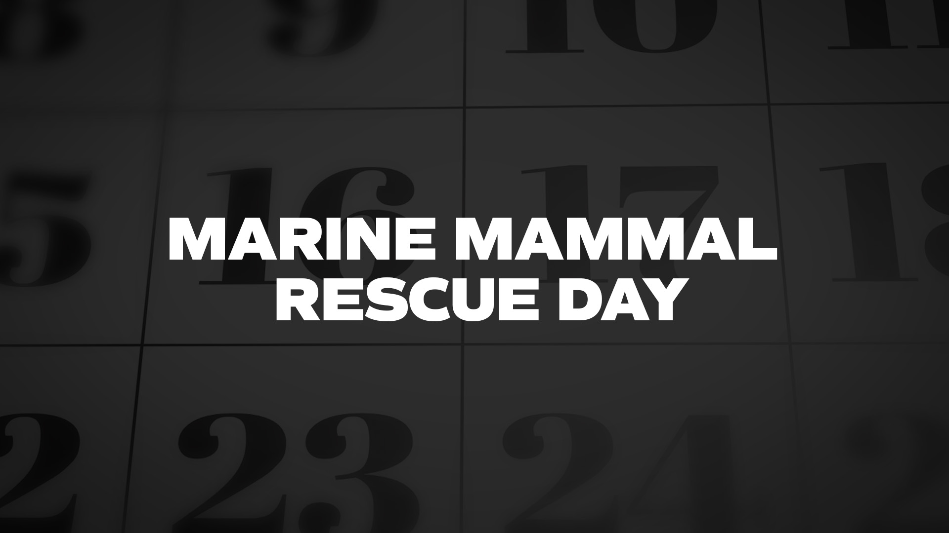 Title image for Marine Mammal Rescue Day