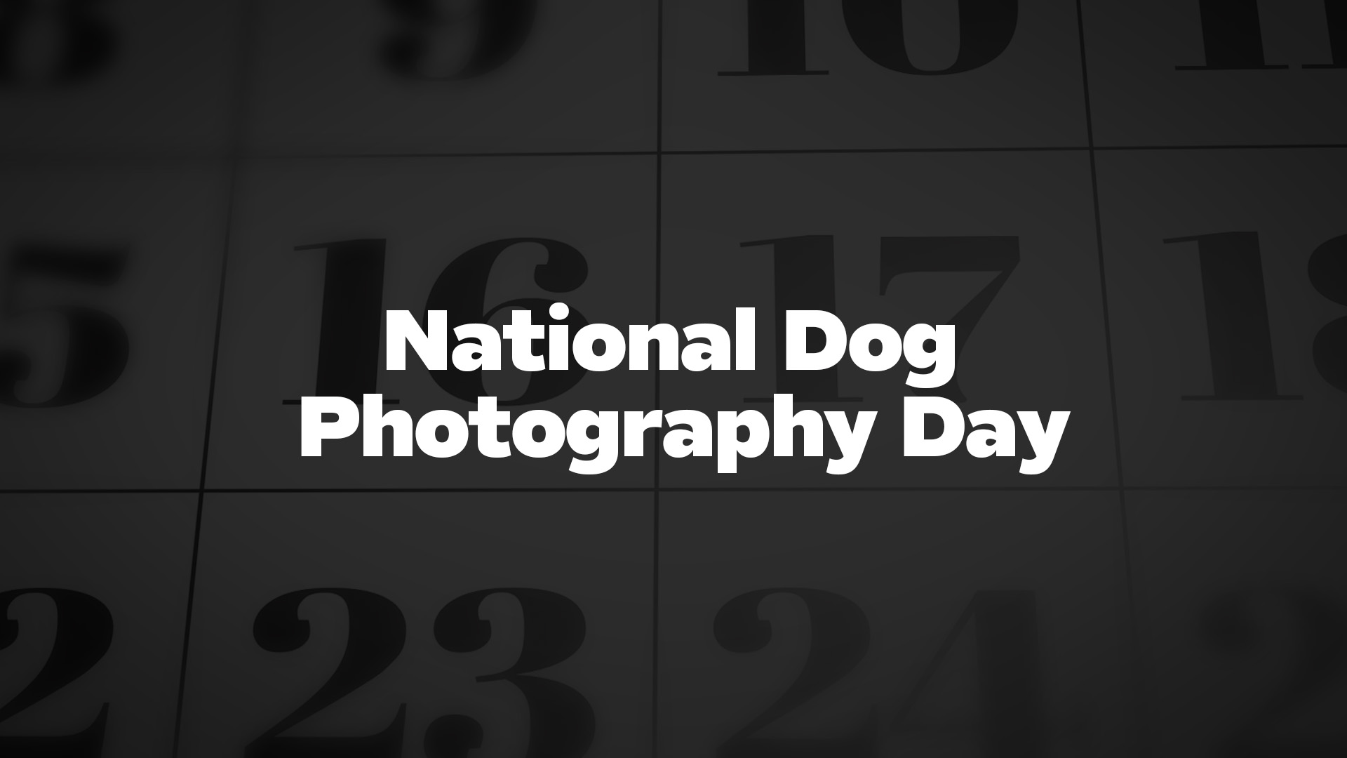Title image for National Dog Photography Day