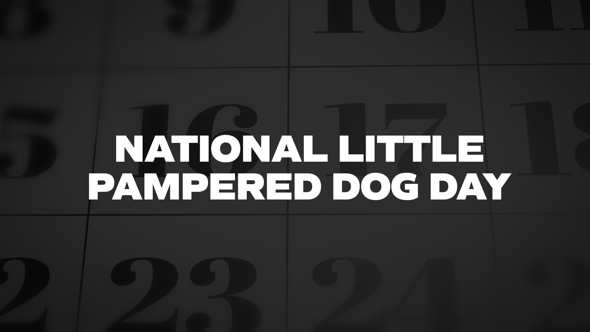 Title image for National Little Pampered Dog Day