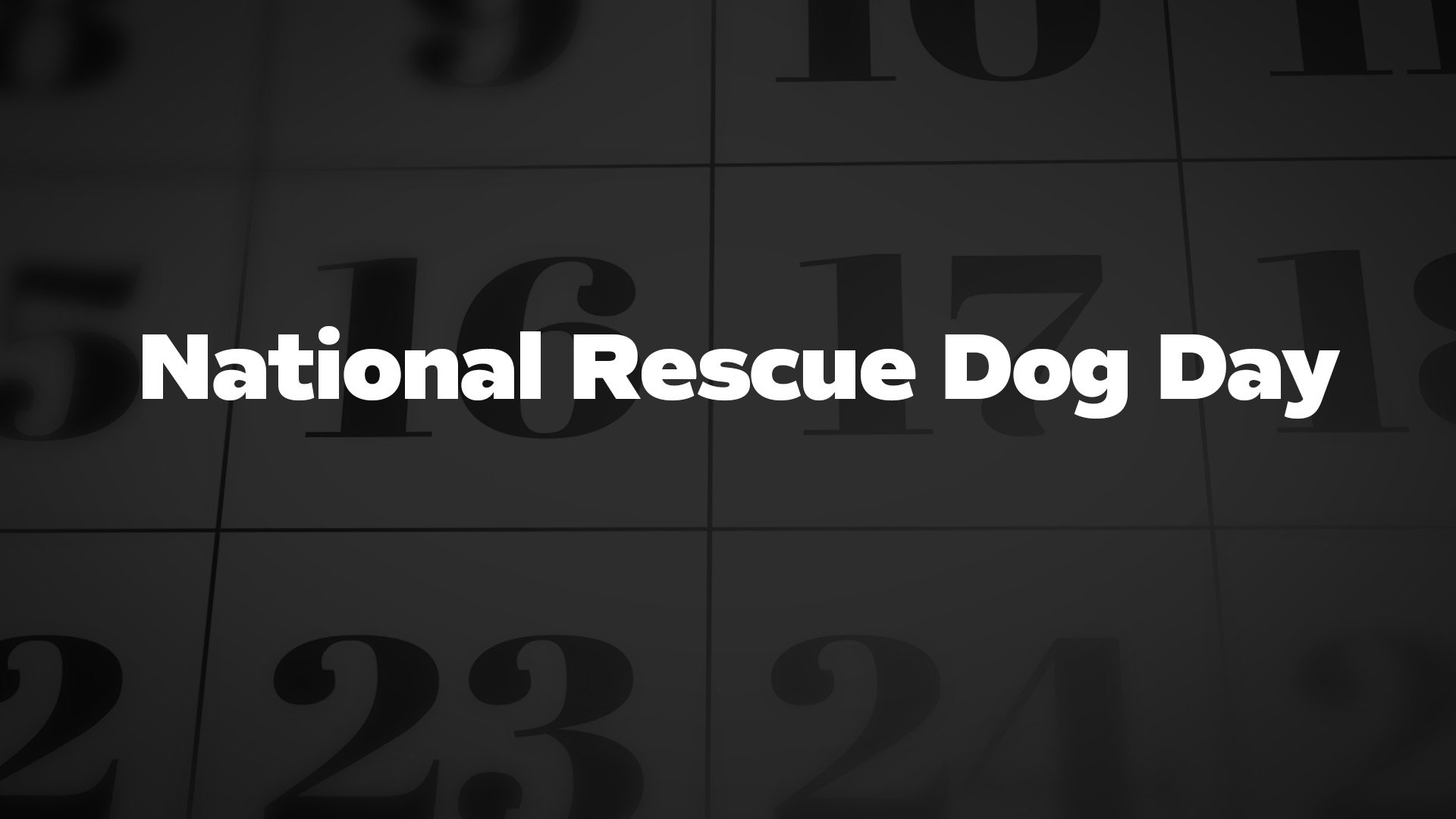 Title image for National Rescue Dog Day